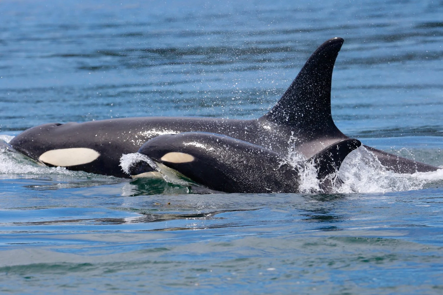 Mama Orca faimoasă văzută purtând un vițel mort pentru a doua oară